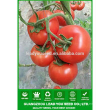 NT222 Bodao Hybrid Tomaten Samen Israel